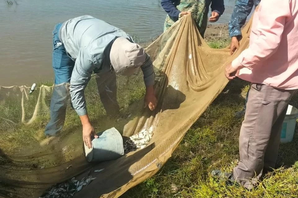 Более 50 тысяч мальков оказались в водопроводе под автодорогой в Атырауской области